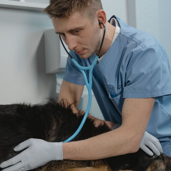 Veterinary Practices 